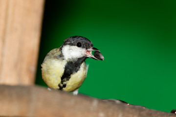 Great Tit, Parus major