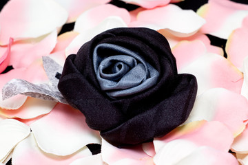 Obraz na płótnie Canvas A black rose on pink rose petals