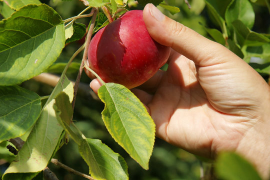 Hand Picking Apple In A Tree