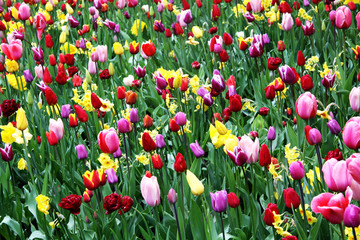 colour tulips