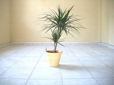 Dracaena