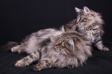 portrait of a young female cat with her Norwegian mothe