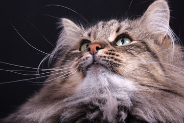 portrait of Norwegian female cat