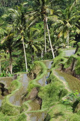 Bali rice fields, Indonesia © Curioso.Photography