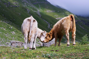 jeunes vaches en montagne