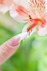Finger with beautiful manicure touch a flower