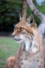 Lynx