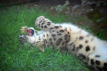 Snow leopard playing in grass