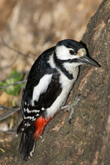 Great spotted woodpecker (Dendrocopos major).