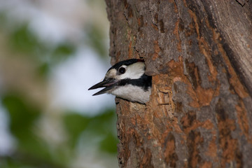 Great spotted woodpecker (Dendrocopos major).