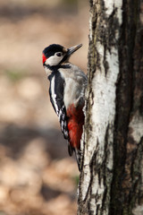 Great spotted woodpecker (Dendrocopos major).