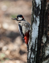 Great spotted woodpecker (Dendrocopos major).