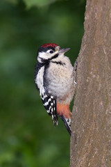 Great spotted woodpecker (Dendrocopos major).