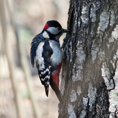 Great spotted woodpecker (Dendrocopos major).