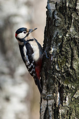 Great spotted woodpecker (Dendrocopos major).
