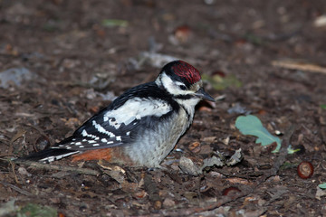 Great spotted woodpecker (Dendrocopos major).