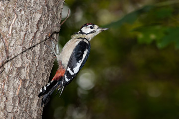 Great spotted woodpecker (Dendrocopos major).