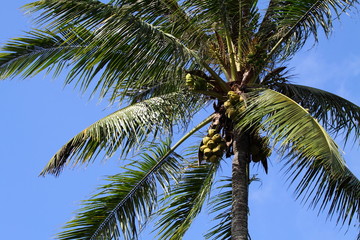 Botanic Garden Bali,Indonesia