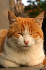 Red cat © birdmanphoto
