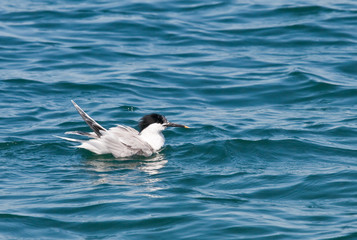 Sandwich tern looking for food