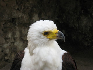 Weisskopfseeadler