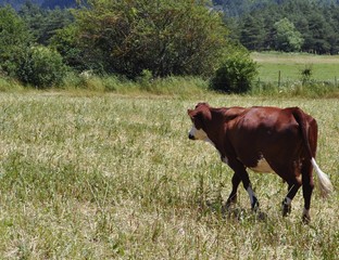 Vache laitière