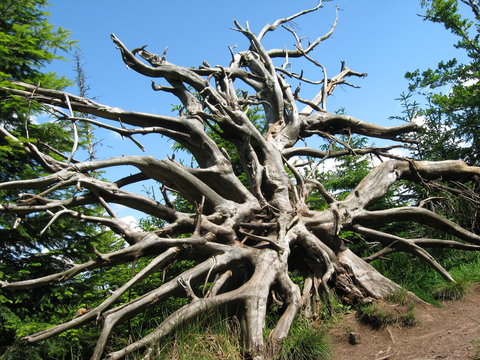 Entwurzelter Baum im Schwarzwald