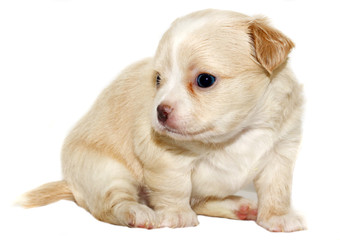 chihuahua puppy