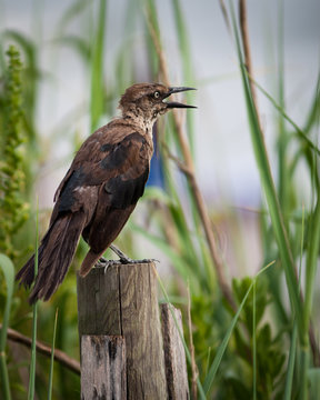 complaining boat-tailed grackle