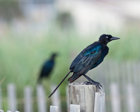 male boat-tailed grackle