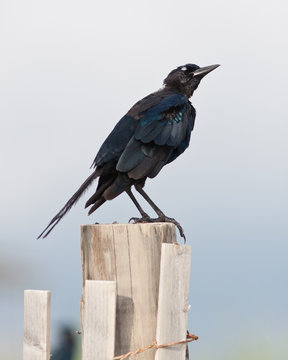 grackle bird watches the sky