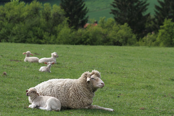 Lamm mit seiner Mutter