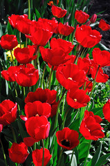 Obraz premium red tulips