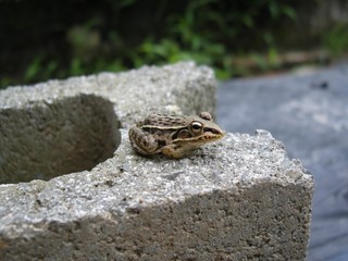 トノサマガエル