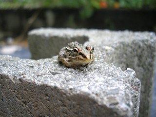 トノサマガエル