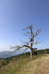 old tree in beautiful view of the popular Blue Ridge  Mountain