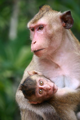 Monkey and baby
