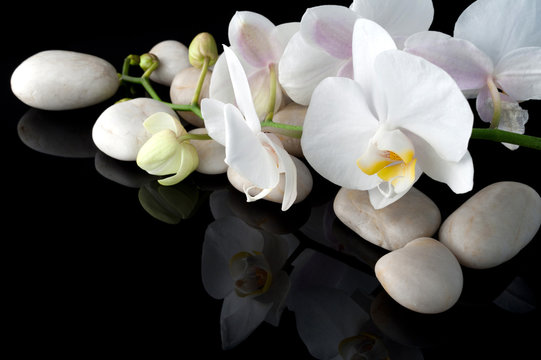 Stones with orchid on black background