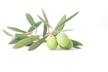 Oliven isoliert auf weißem Hintergrund, Olivenzweig mit Blättern und grünen Früchten