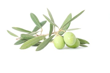 Olivenzweig