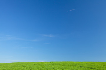 Obraz premium Green Grass and Blue Sky