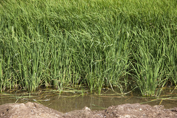 Obraz premium arroz plantado