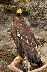 aigle