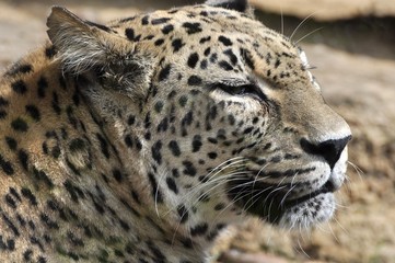 Naklejka premium jaguar