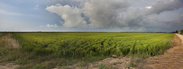 Fototapeta na wymiar panoramica de arroz