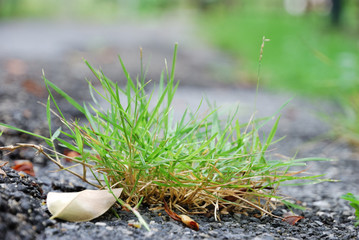 Close up for the clump of grass on the roadside