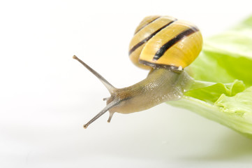 Schnecke auf dem Salat