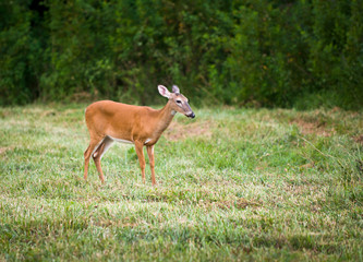 Naklejka na ściany i meble Outdoor Mammal Wildlife White Tail Doe Deer in field of green