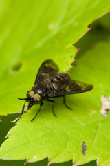 Fly on green leaf