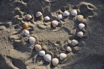 Muschelherz © Sebastiano Fancellu